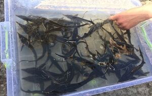 В залив "Верблюд" в Оболонском районе Киева выпустили 10 тыс. мальков стерляди