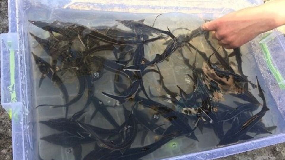 В залив "Верблюд" в Оболонском районе Киева выпустили 10 тыс. мальков стерляди