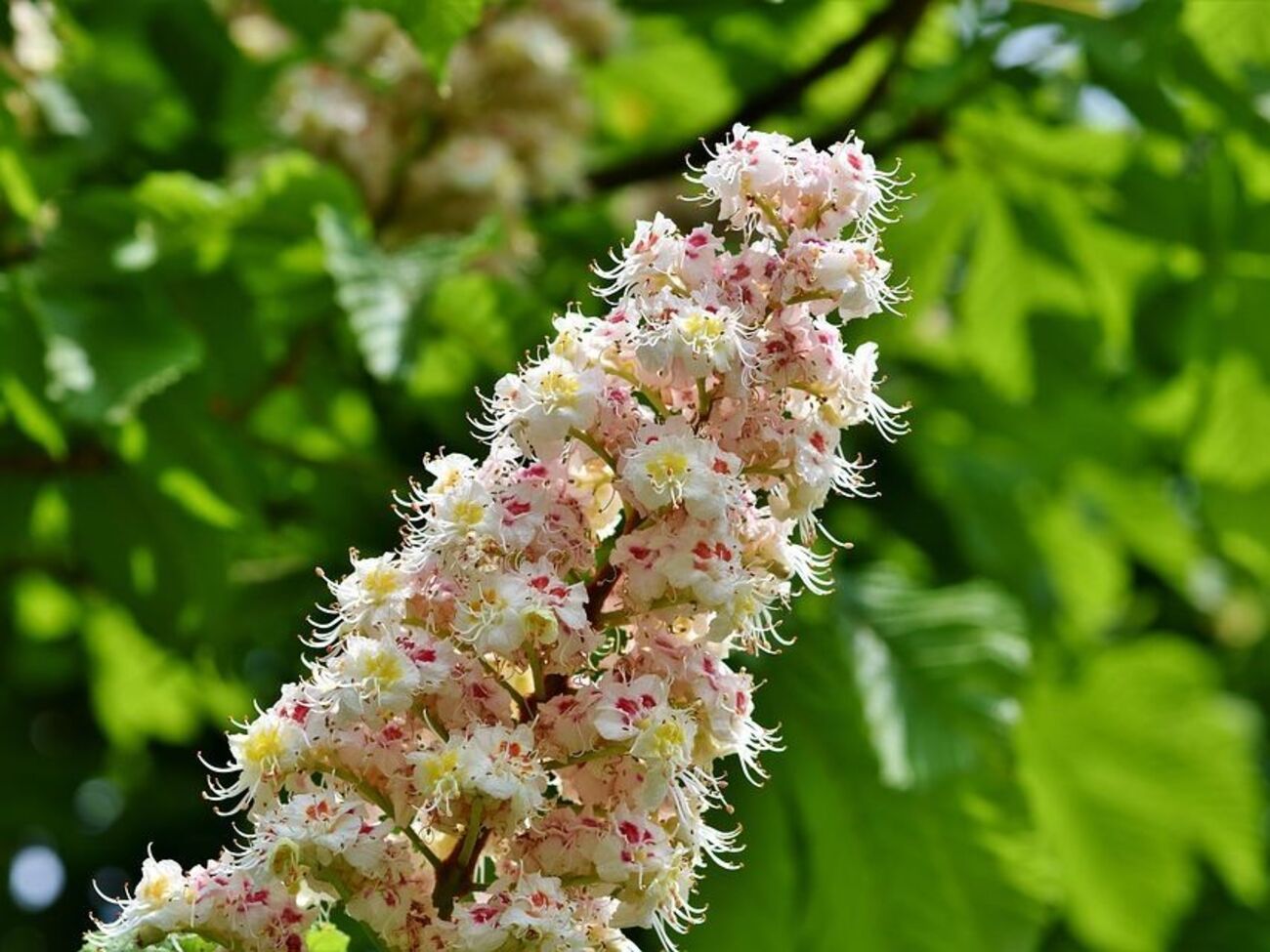 Первые киевские каштаны появились на территориях монастырей