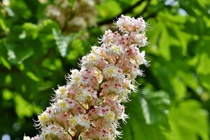 Перші київські каштани з'явилися на територіях монастирів