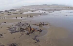 Из-за сильного ветра море отступило, и на берегу появились окаменелые деревья