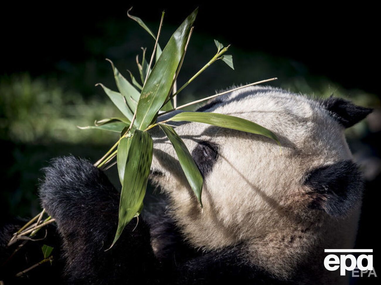 Панди живуть у гірських регіонах Центрального Китаю