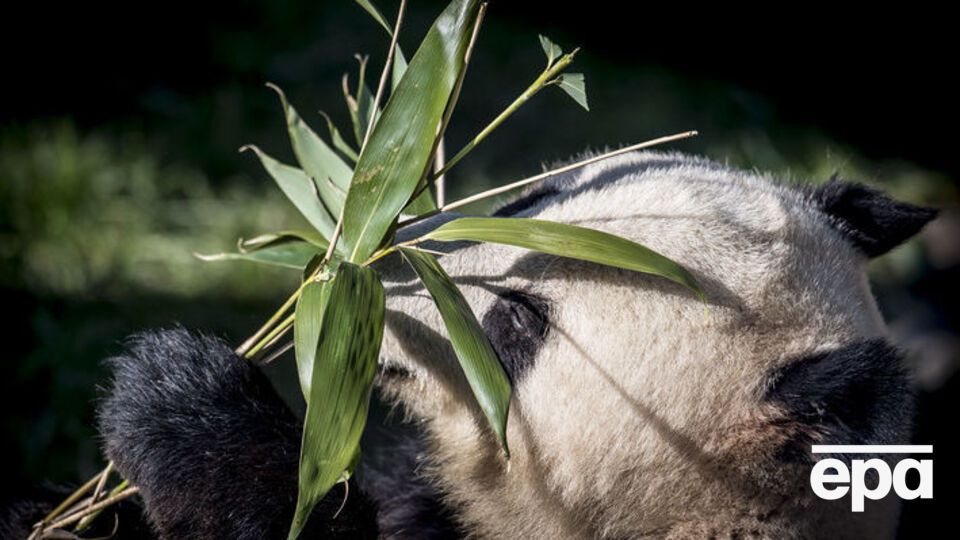 Панди живуть у гірських регіонах Центрального Китаю