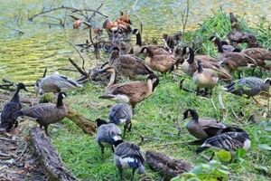 Проект "Парк птиц" реализуется в рамках программы Всемирного открытого фонда реабилитации и реинтродукции животных