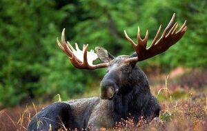 Лось занесен в Красную книгу