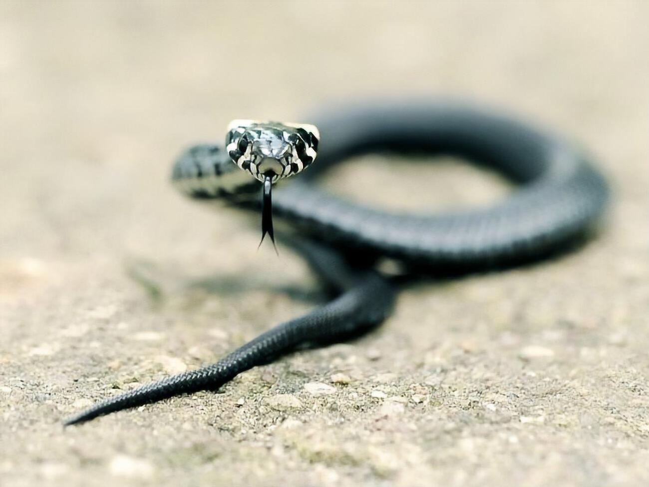 Змея укусила женщину в ногу