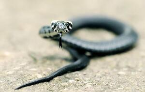 Змея укусила женщину в ногу