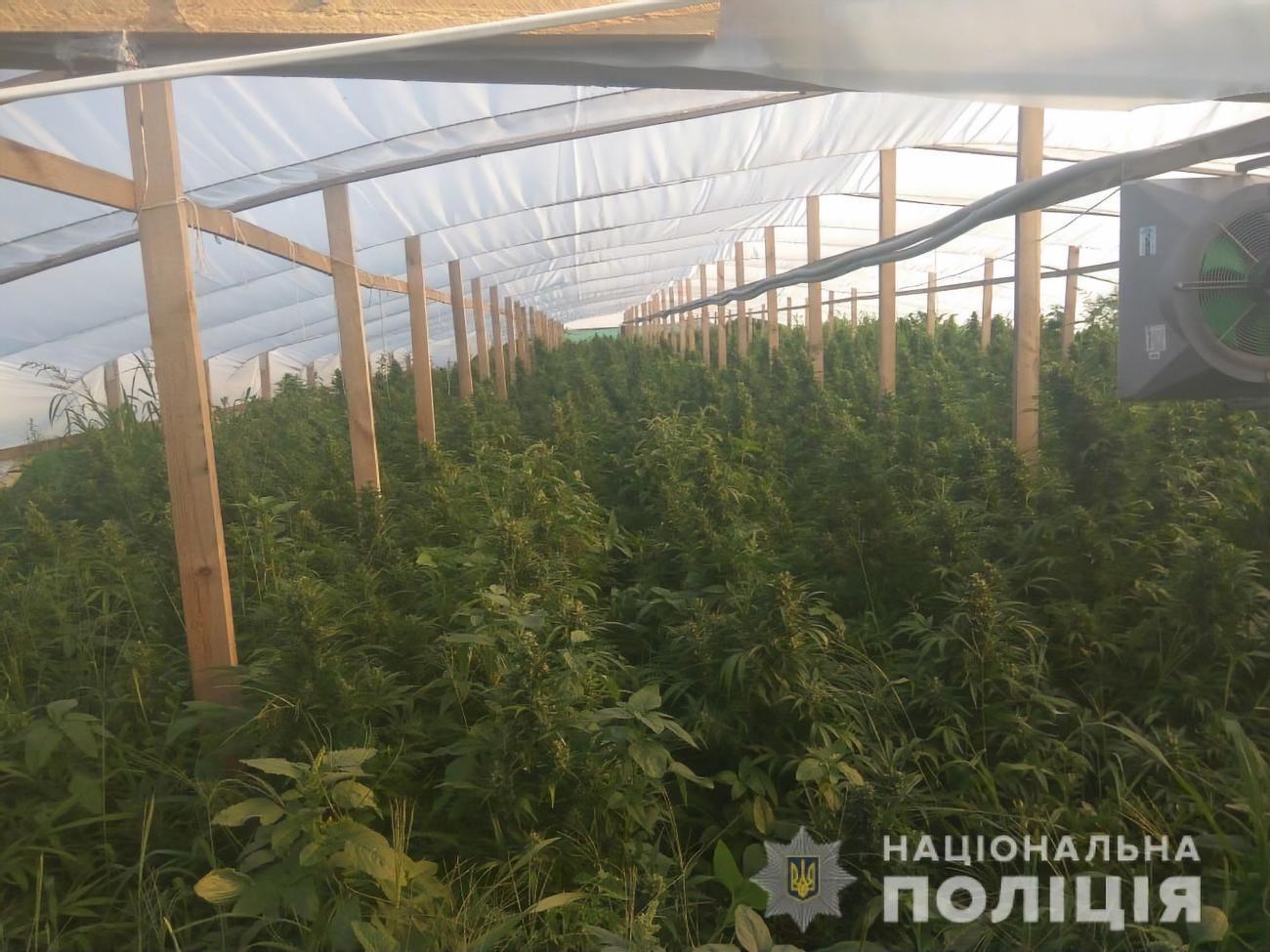 Поліція вилучила 6 тис. кущів канабісу