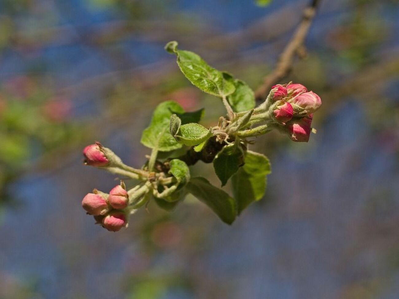 У перші дні літа в Україні буде до +35 &deg;C і дощі