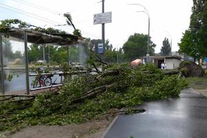 Ветер повалил деревья