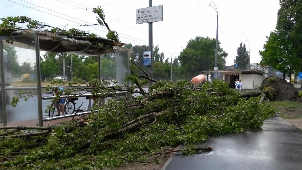 Вітер повалив дерева