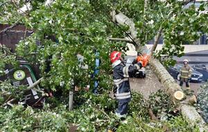 Ветер и дождь повалили в Киеве 113 деревьев