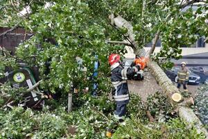 Вітер і дощ повалили в Києві 113 дерев