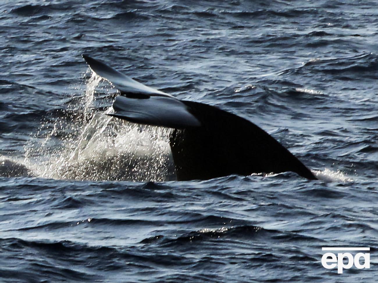 Після смерті шести ссавців біля берегів Канади популяцію північноатлантичних китів оцінюють у 412 особин