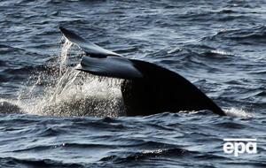 Після смерті шести ссавців біля берегів Канади популяцію північноатлантичних китів оцінюють у 412 особин