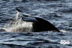 После смерти шести млекопитающих у берегов Канады популяцию североатлантических китов оценивают в 412 особей