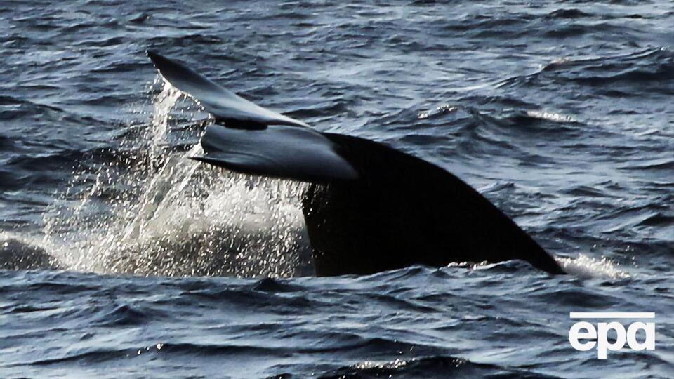 После смерти шести млекопитающих у берегов Канады популяцию североатлантических китов оценивают в 412 особей
