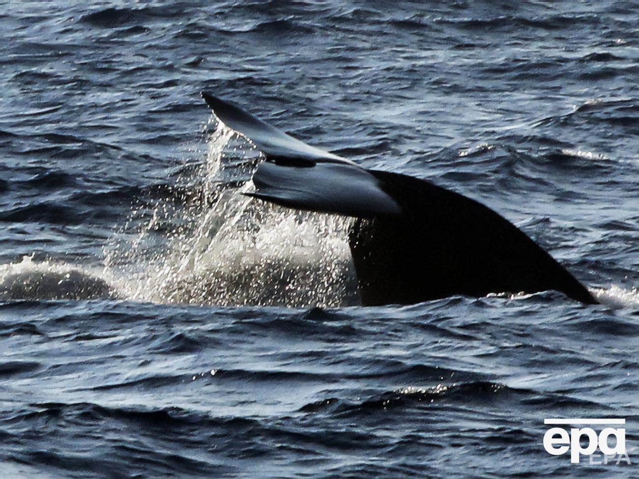 Японія планує полювати на китів у своїй економічній зоні