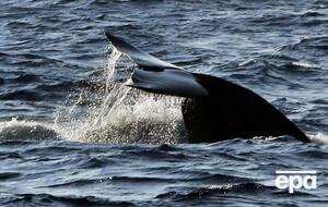 Японія планує полювати на китів у своїй економічній зоні