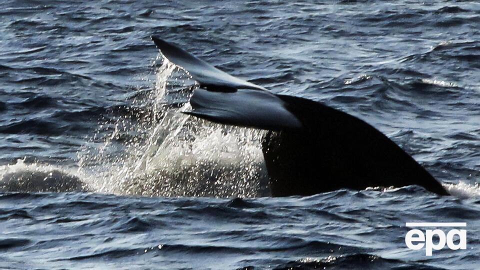 Япония планирует охотиться на китов в своей экономической зоне
