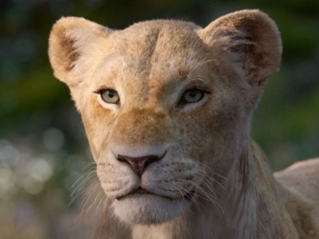 Главный герой &ndash; лев Симба, который попытается вернуть власть в прайде