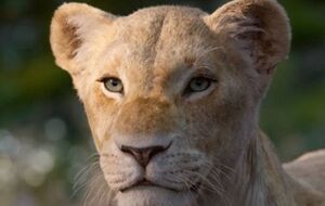 Главный герой – лев Симба, который попытается вернуть власть в прайде