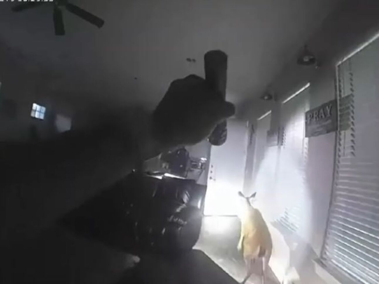 Олень продолжал громить дом после приезда полиции