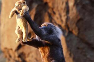 Світову прем'єру заплановано на 19 липня 2019 року