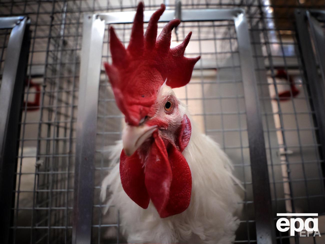 Хозяина петуха обязали&nbsp;усилить звукоизоляцию курятника