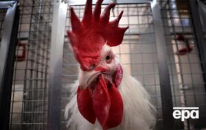 Хозяина петуха обязали усилить звукоизоляцию курятника