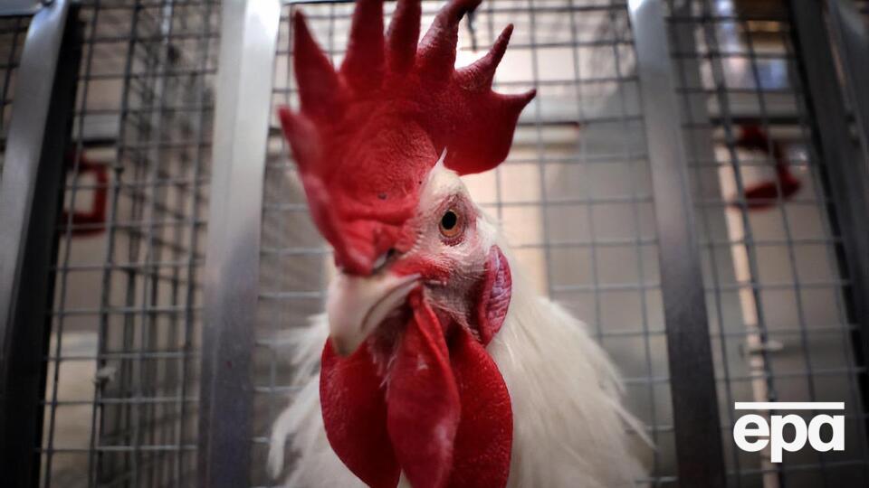 Хозяина петуха обязали усилить звукоизоляцию курятника