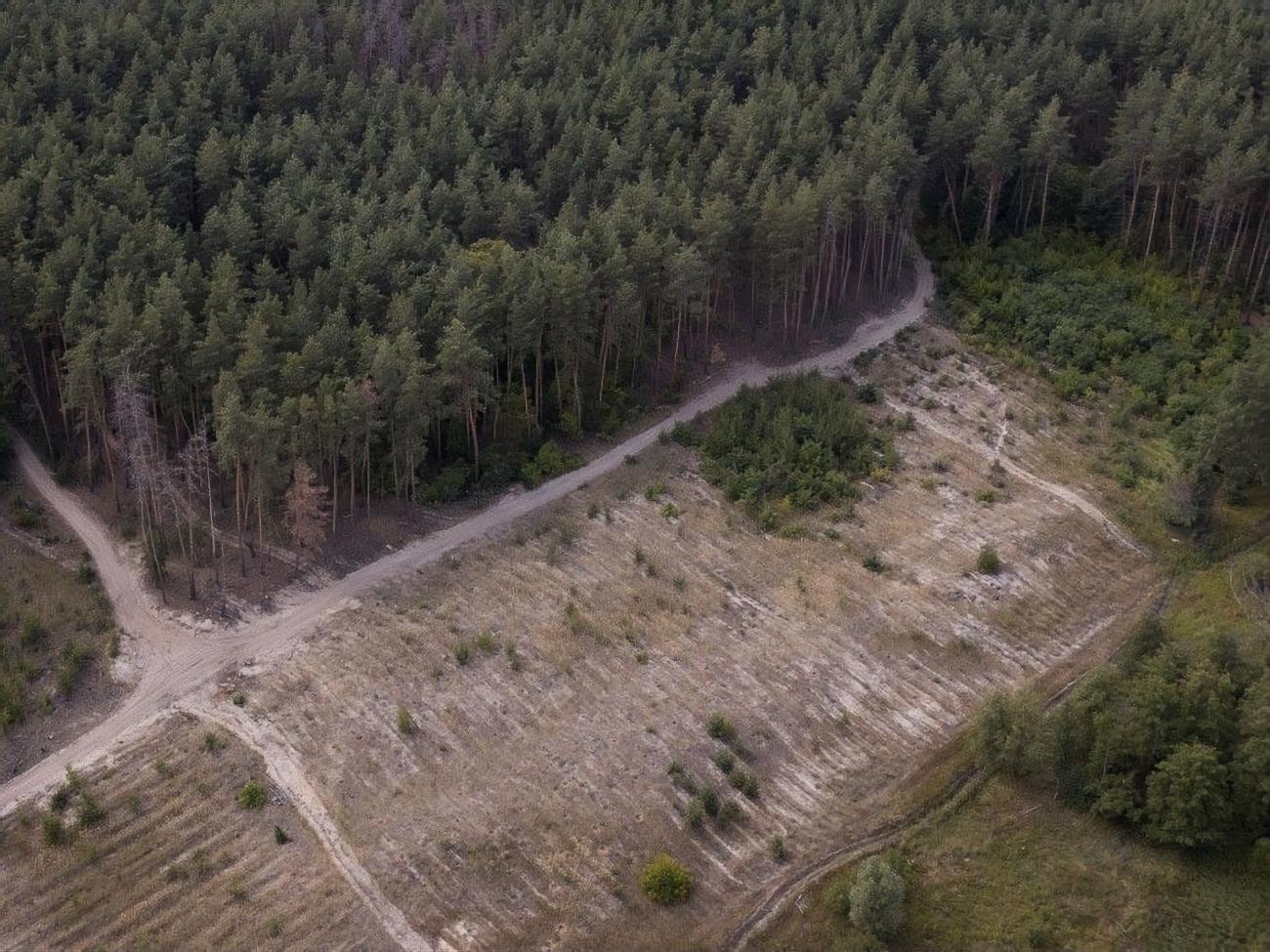 Зеленському показали ділянки незаконно вирубаного лісу