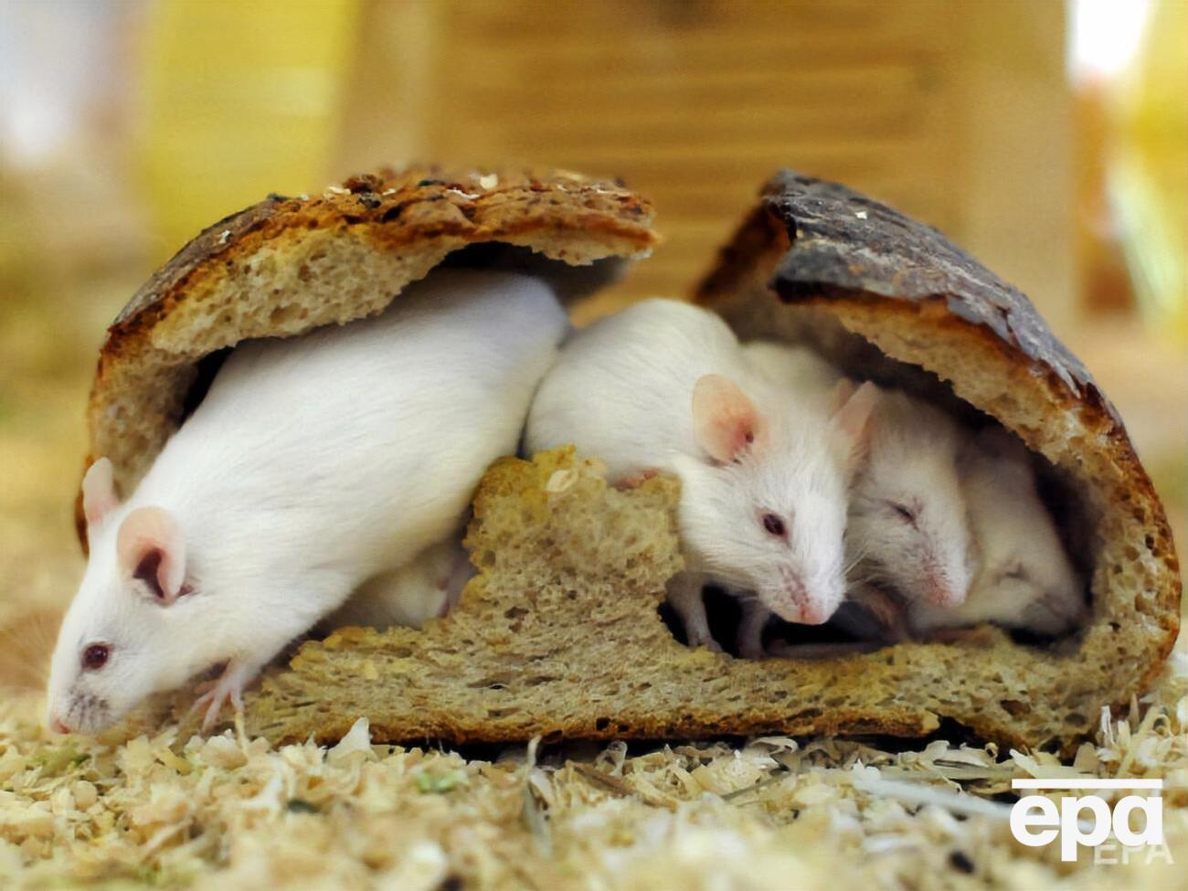 МОЗ пропонує заборонити тестувати косметику на тваринах