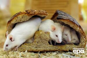 МОЗ пропонує заборонити тестувати косметику на тваринах