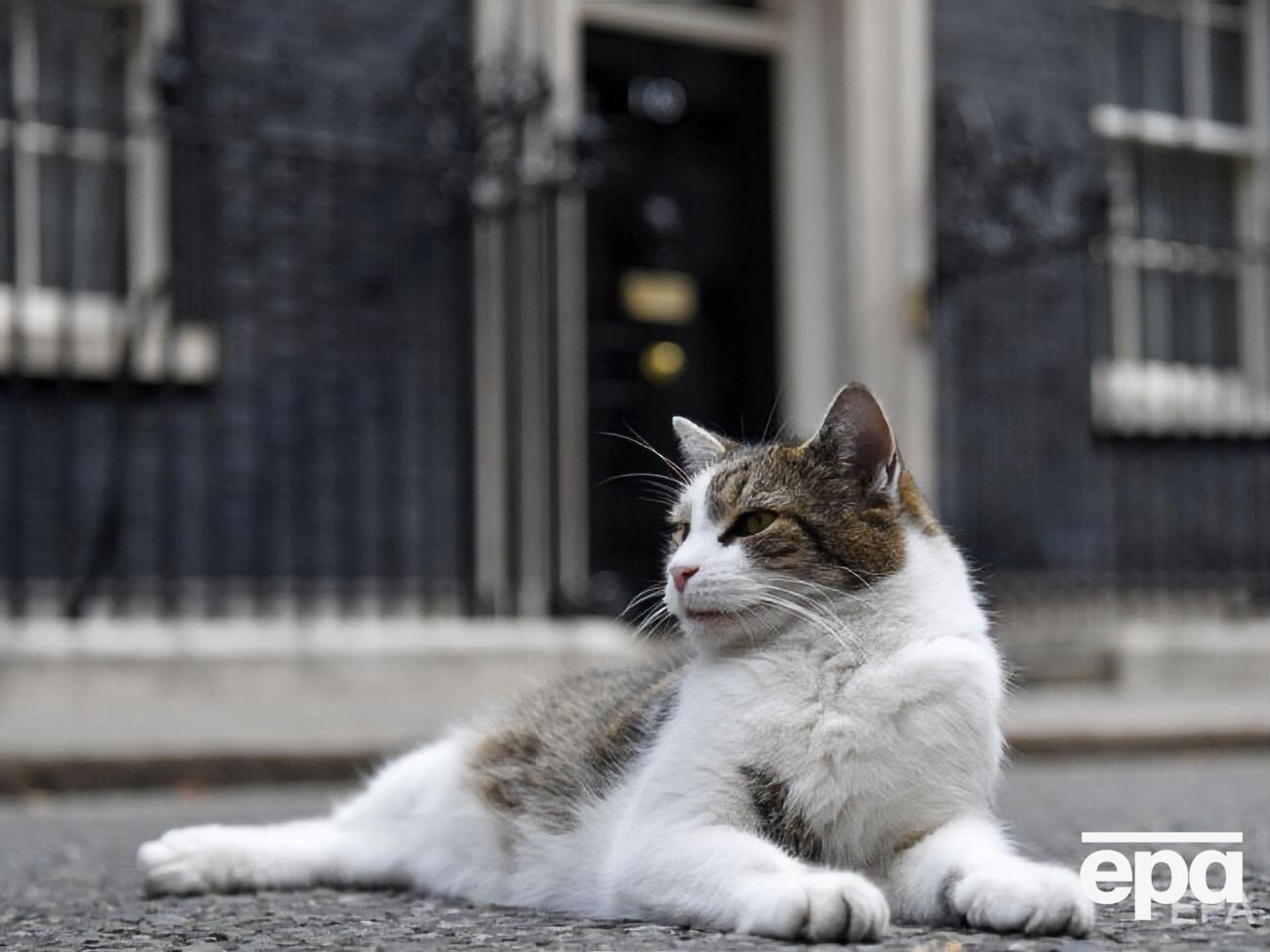 Поки невідомо, як поставиться до собаки постійний мешканець резиденції, кіт Ларрі