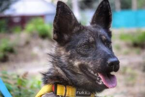 Джесси держали на цепи в Керчи