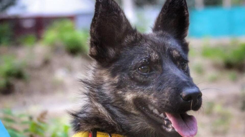 Джесси держали на цепи в Керчи