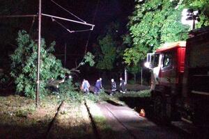 Сильний вітер повалив сотні дерев у Кривому Розі
