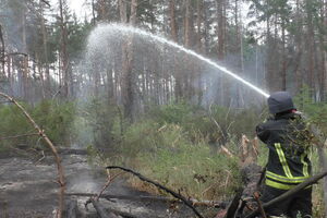 Горів ліс недалеко від лінії зіткнення