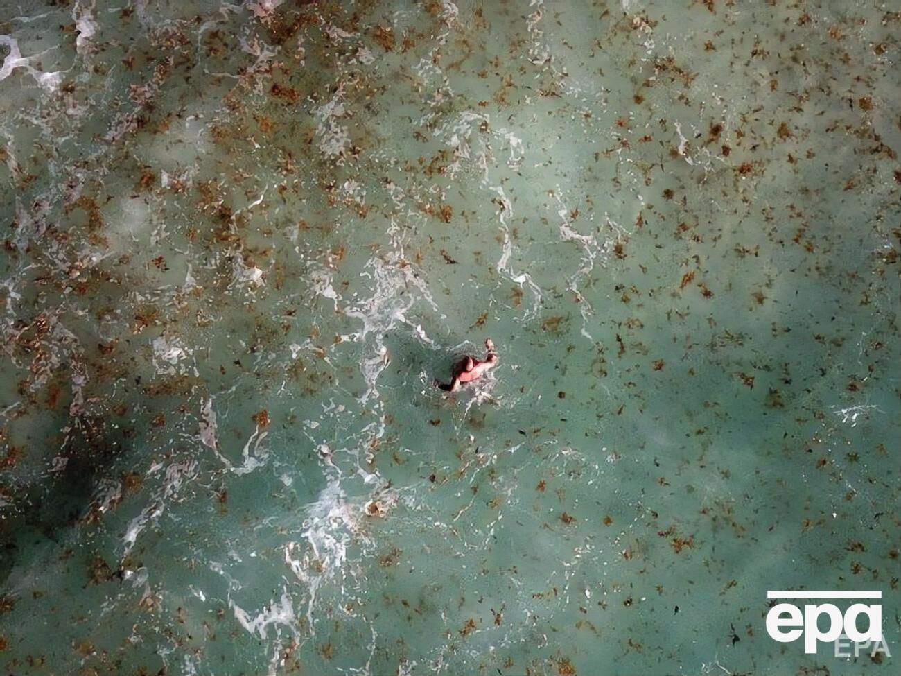 Бурые водоросли sargassum загрязнили около 1000 км мексиканских пляжей
