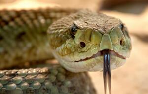 Оба случая укуса змеи произошли 6 июля