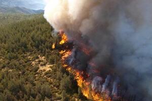 Власти отказывались тушить пожары