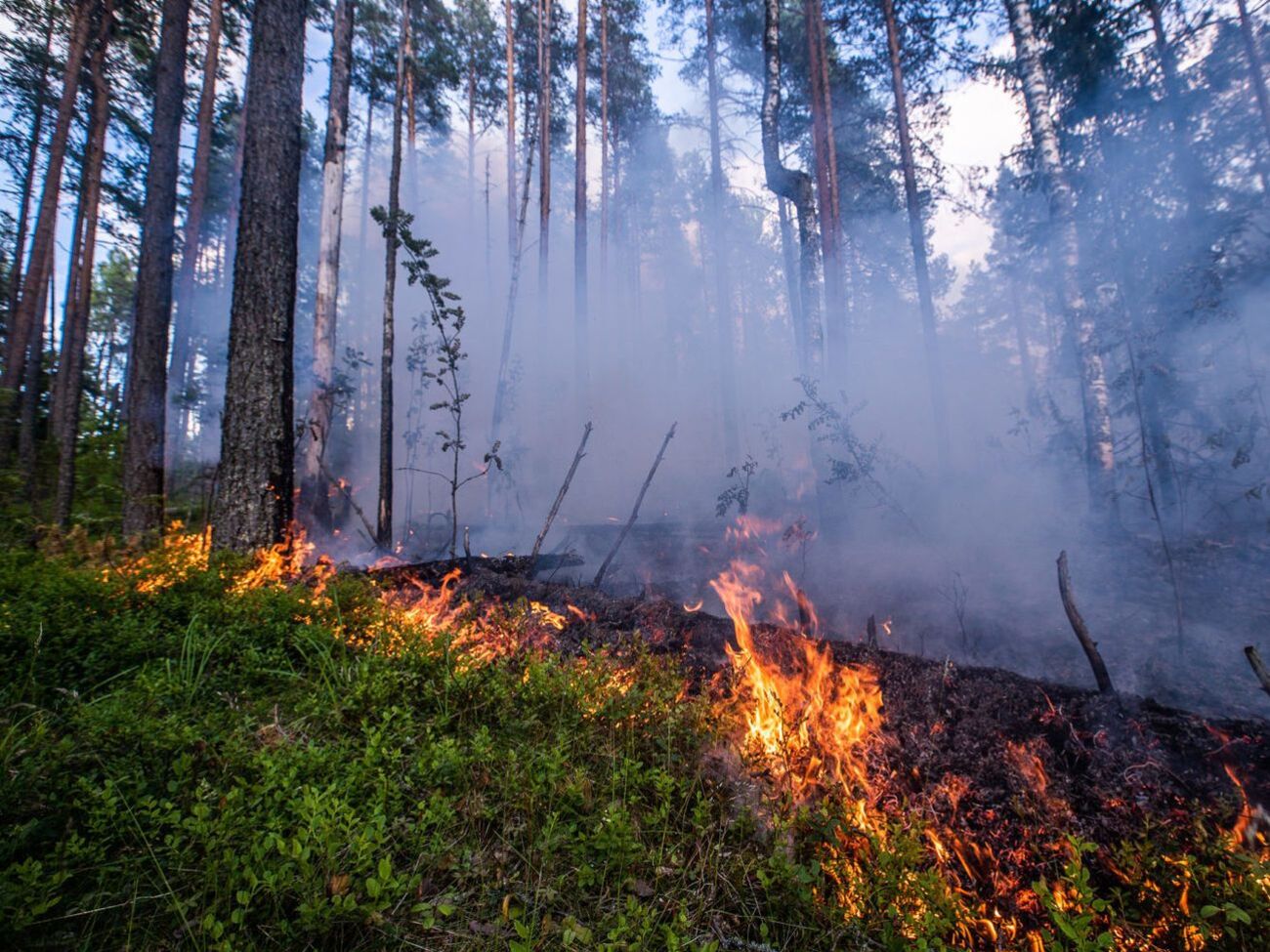 Greenрeace: Лісові пожежі роблять колосальний внесок у зміну клімату