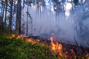 Greenрeace: Лісові пожежі роблять колосальний внесок у зміну клімату