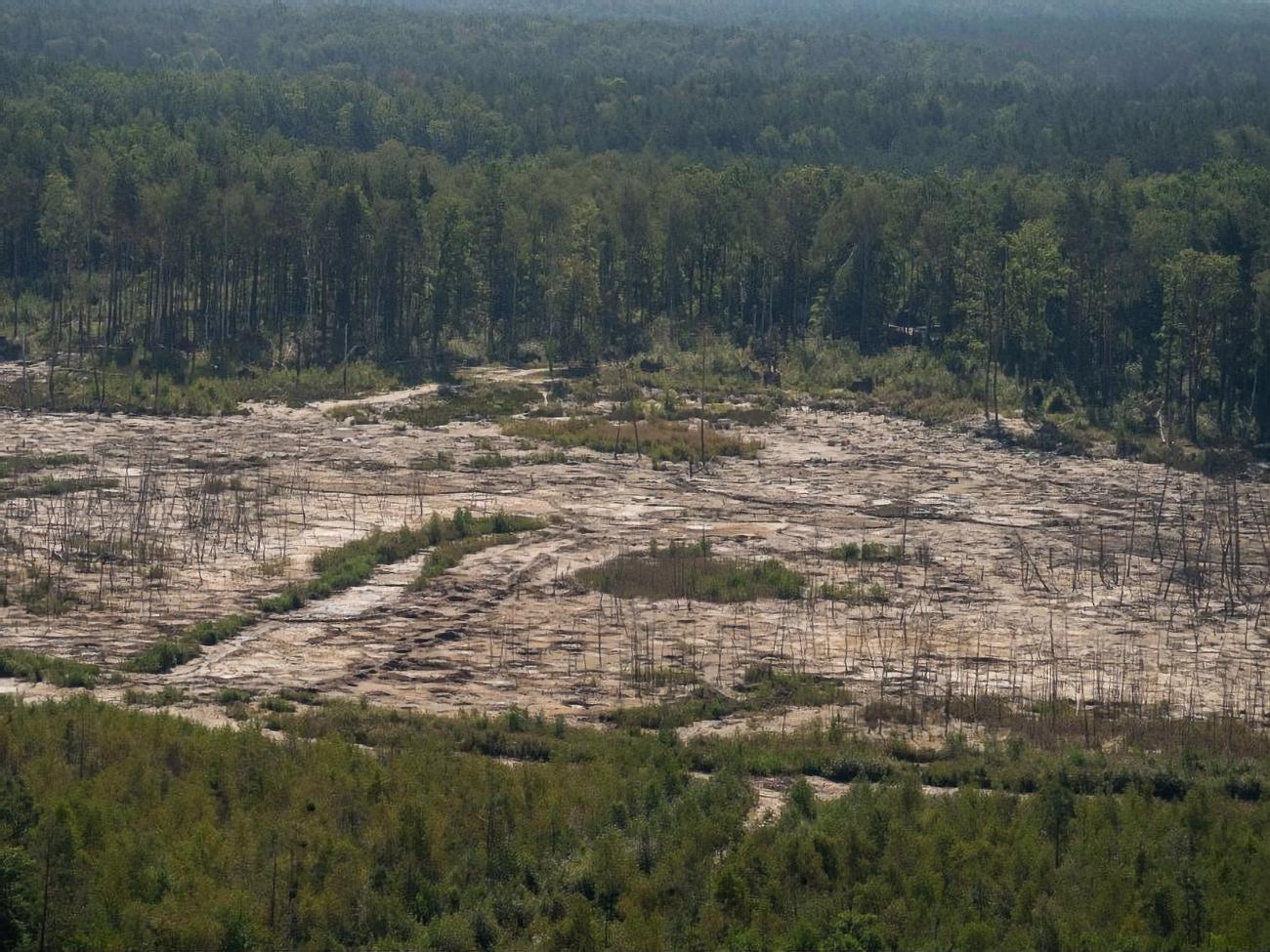Зеленський заявляв, що масштаби незаконного видобування бурштину в Україні сягнули рівня екологічного лиха
