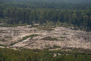 Зеленський заявляв, що масштаби незаконного видобування бурштину в Україні сягнули рівня екологічного лиха