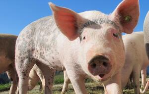 Із 2012-го до 2019 року в Україні через вірус АЧС знищено 194 тис. свиней