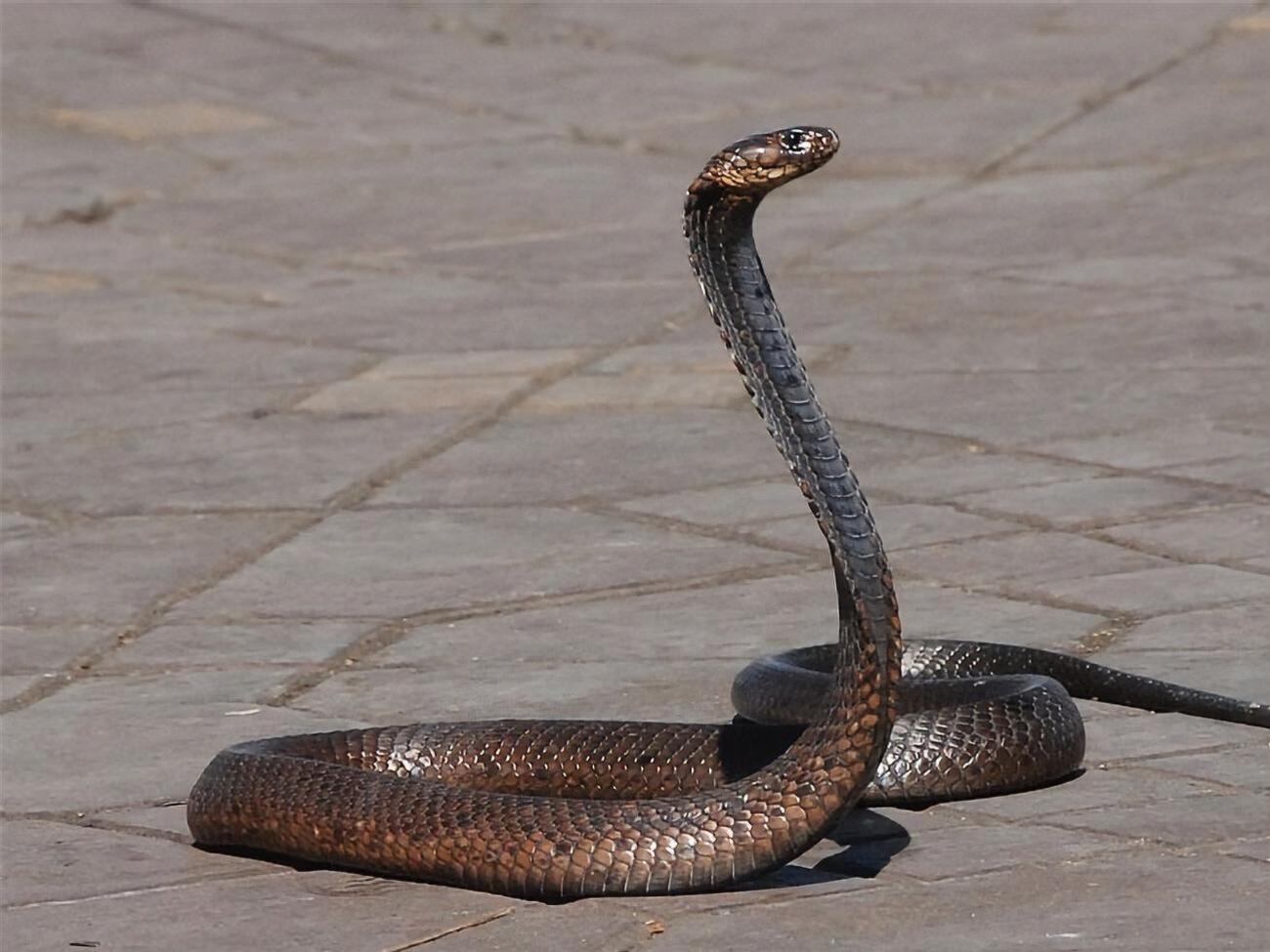 С начала 2019 года от укусов змей в Украине&nbsp;пострадал 131 человек