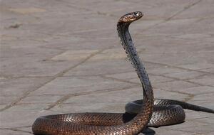 С начала 2019 года от укусов змей в Украине пострадал 131 человек