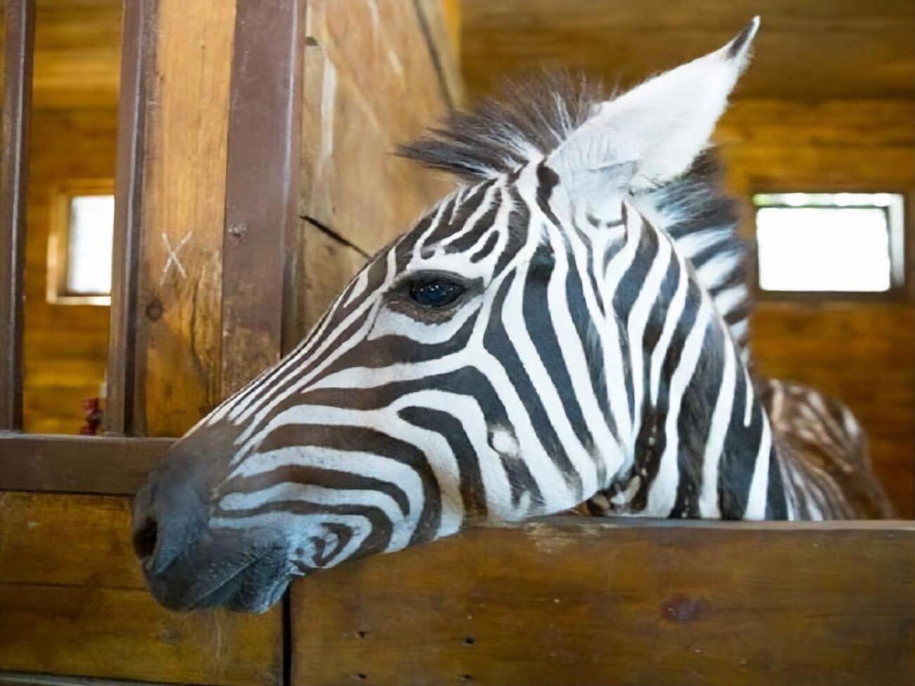 К поискам сбежавшей зебры привлекли лошадей и квадрокоптер